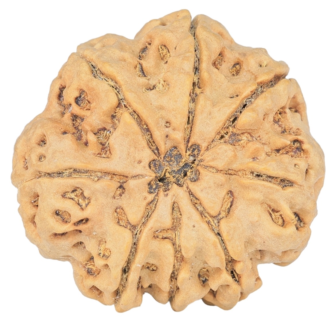 8 Mukhi Rudraksha 29.4mm 7.09gm - Rudraksha back