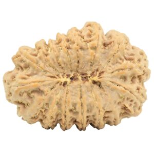 16 Mukhi Rudraksha 32.2mm 5.75gm - Rudraksha back