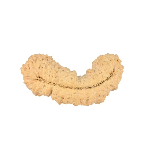 41 Mukhi Rudraksha 29.1mm 2.15gm - Rudraksha back