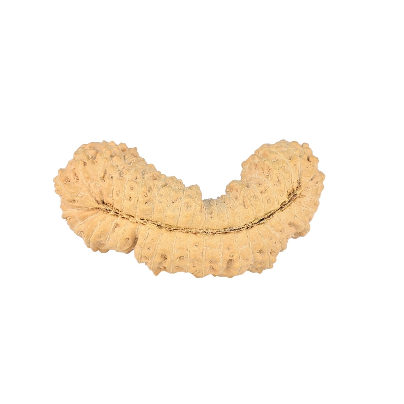 41 Mukhi Rudraksha 29.1mm 2.15gm - Rudraksha back