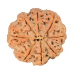 8 Mukhi Rudraksha 25.7mm 5.42gm - Rudraksha back