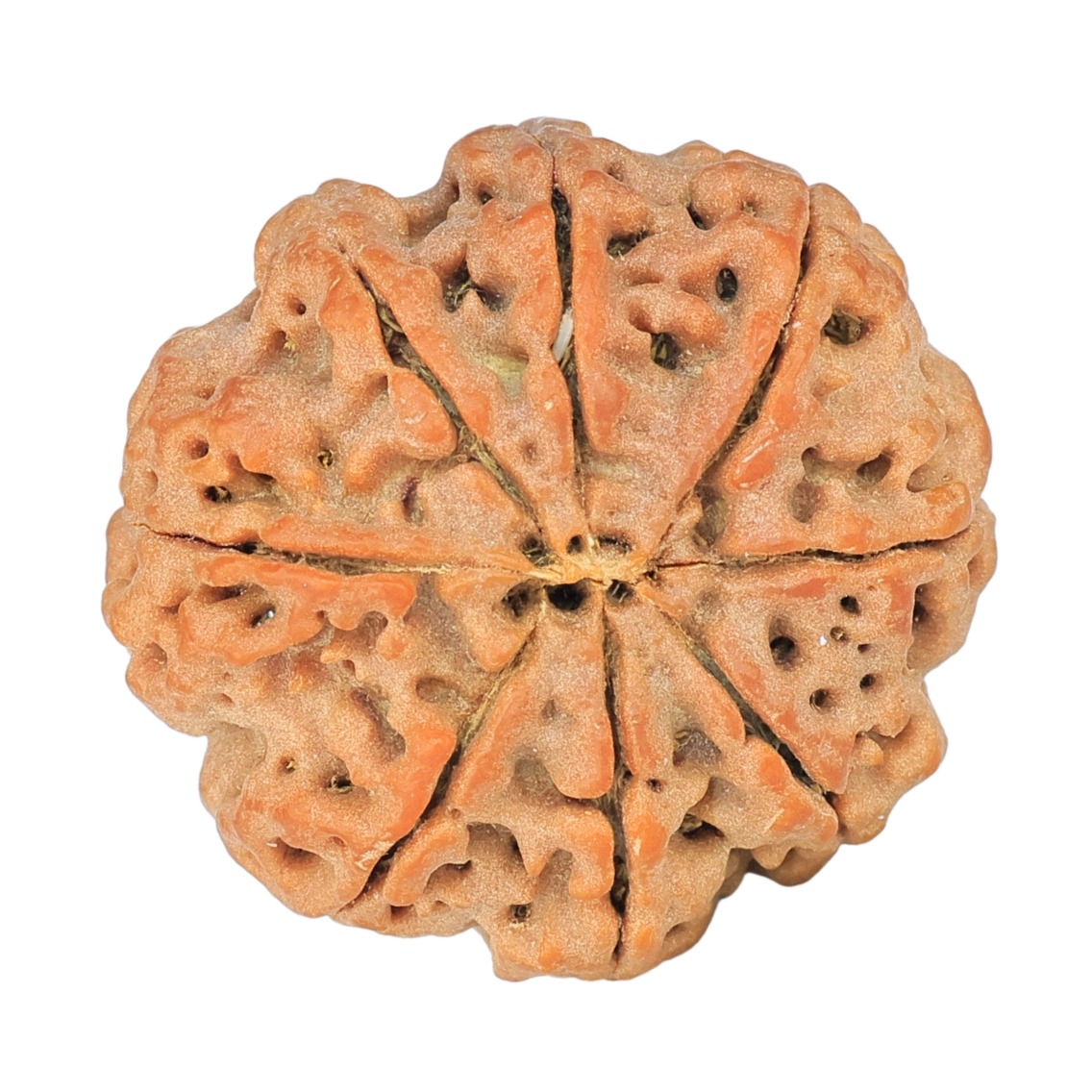 8 Mukhi Rudraksha 25.7mm 5.42gm - Rudraksha back