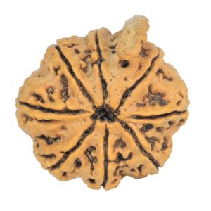 8 Mukhi Ganesh 29mm 4.64gm - Rudraksha back