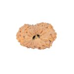16 Mukhi Rudraksha 23.9mm 2.45gm - Rudraksha back