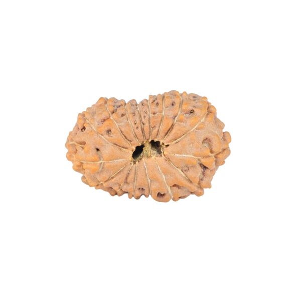 16 Mukhi Rudraksha 23.9mm 2.45gm - Rudraksha back