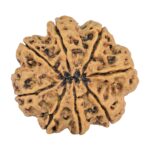 8 Mukhi Rudraksha 27.3mm 5.42gm - Rudraksha back