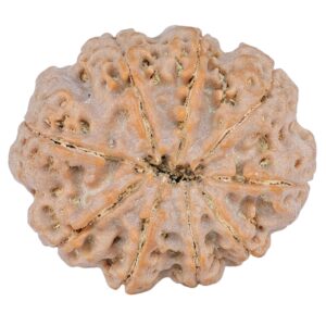 9 Mukhi Rudraksha 27.9mm 6.11gm - Rudraksha back