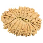 18 Mukhi Rudraksha 31.3mm 4.35gm - Origin: Nepal - Rudraksha back