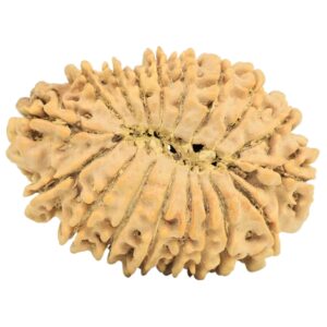 18 Mukhi Rudraksha 31.3mm 4.35gm - Origin: Nepal - Rudraksha back