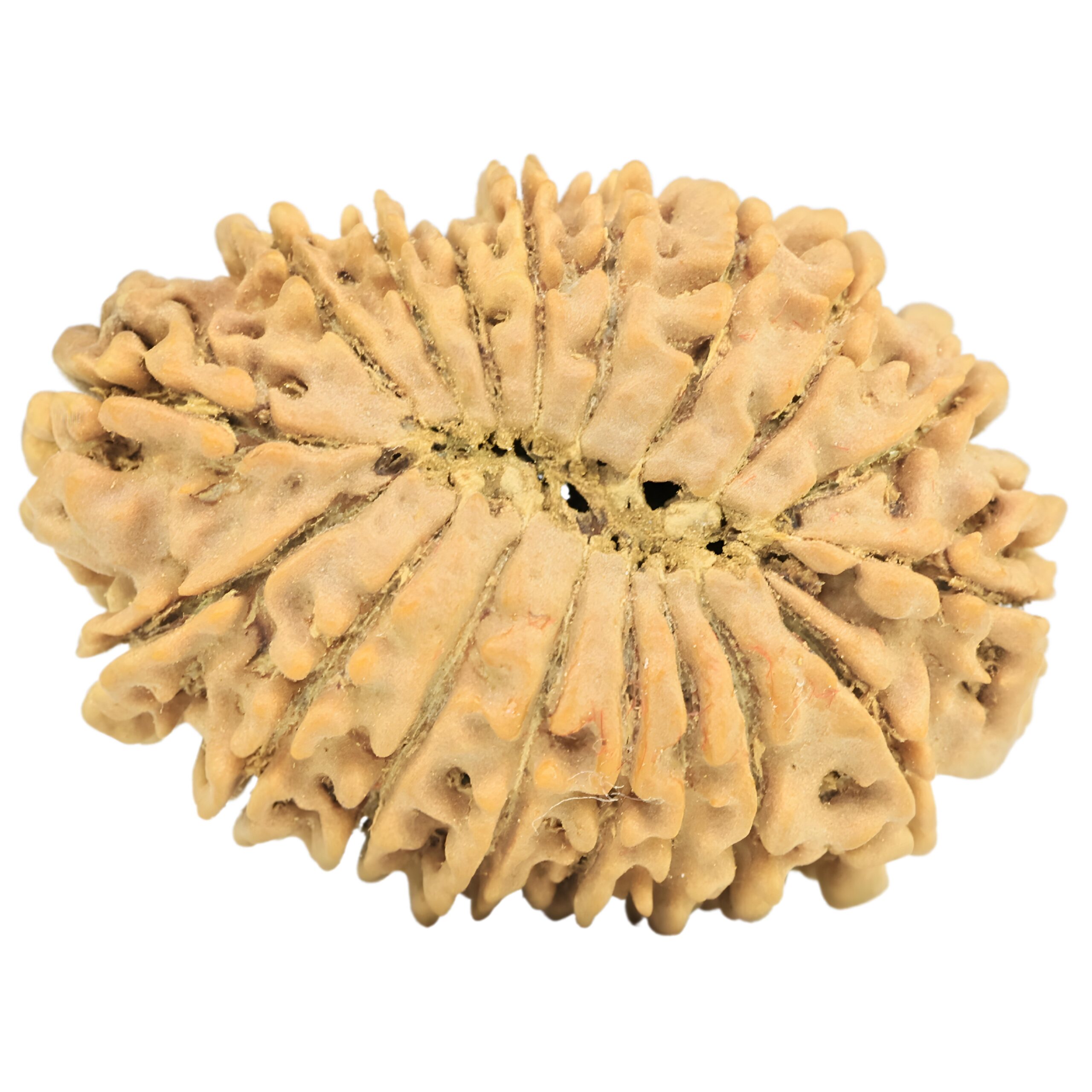 18 Mukhi Rudraksha 31.3mm 4.35gm - Origin: Nepal - Rudraksha back
