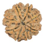 8 Mukhi Rudraksha 25.3mm 5.18gm - Rudraksha back