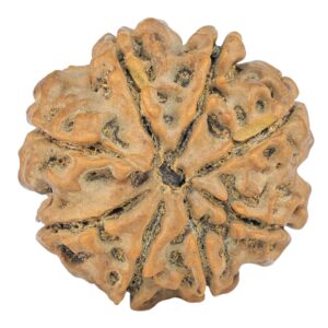 8 Mukhi Rudraksha 25.3mm 5.18gm - Rudraksha back