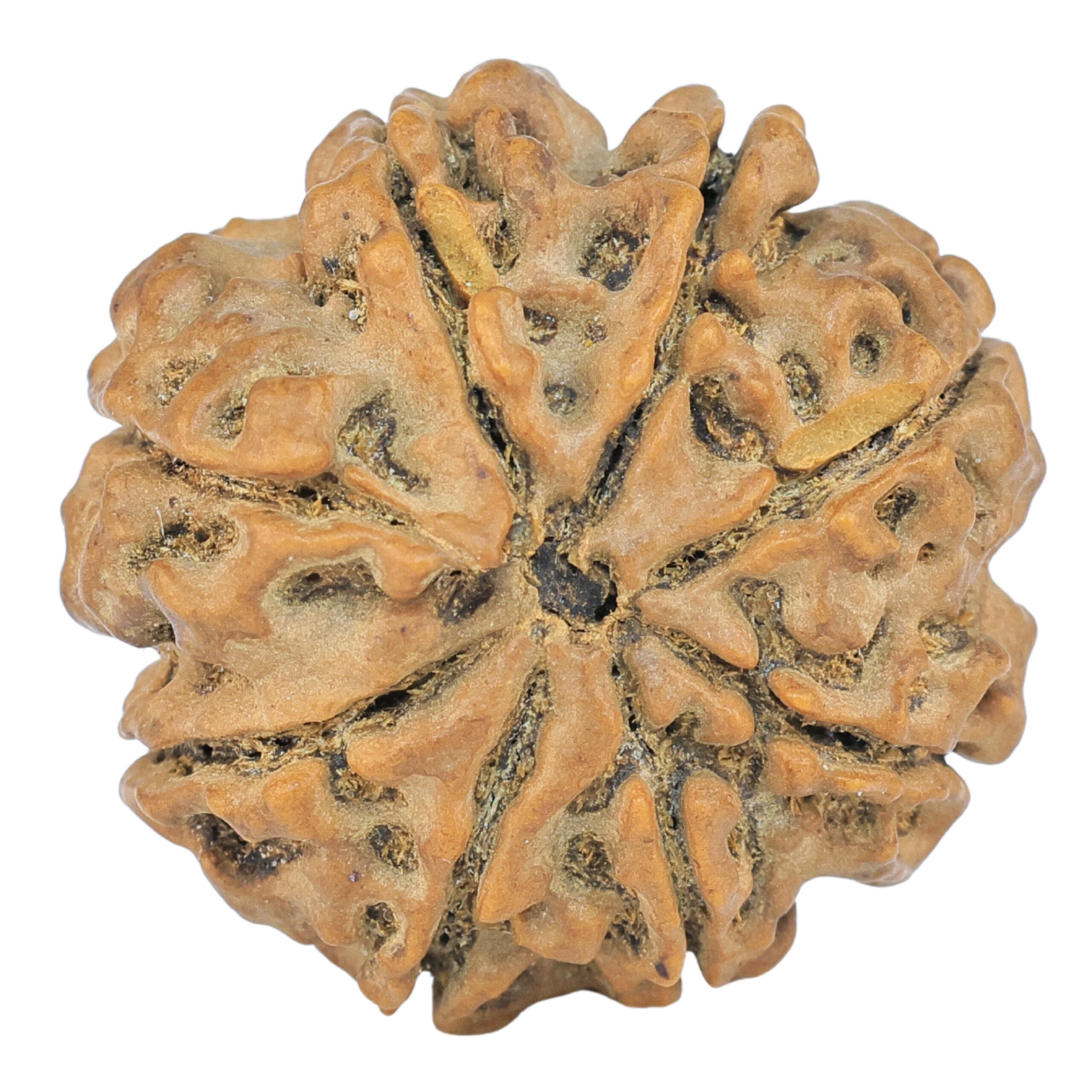 8 Mukhi Rudraksha 25.3mm 5.18gm - Rudraksha back