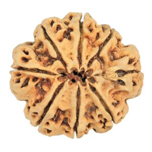 8 Mukhi Rudraksha 31.7mm 4.53gm - Rudraksha back