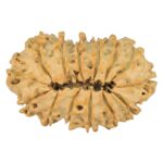 14 Mukhi Rudraksha 27mm 2.64gm - Rudraksha back