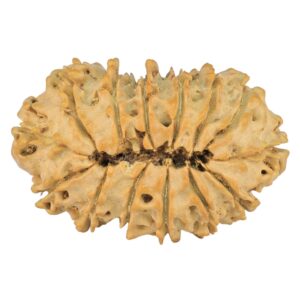 14 Mukhi Rudraksha 27mm 2.64gm - Rudraksha back