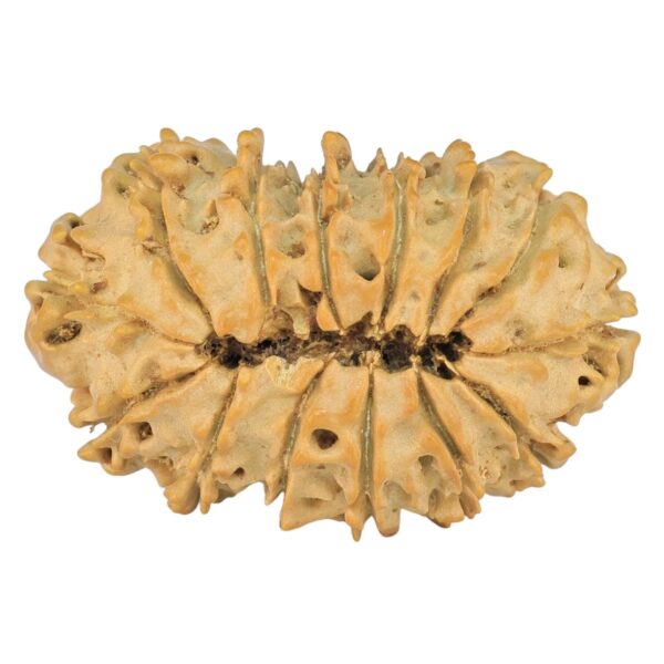 14 Mukhi Rudraksha 27mm 2.64gm - Rudraksha back