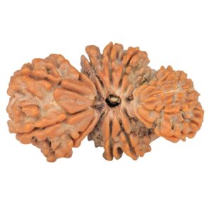 rudraksha_back_image-L43__.jpg 14 Mukhi Trijuti 32.3mm 4.8gm - Rudraksha back