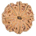 8 Mukhi Rudraksha 24.3mm 5.04gm - Rudraksha back