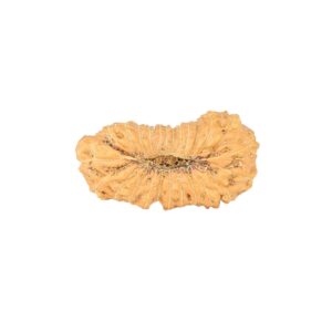 25 Mukhi Rudraksha 21.5mm 1.23gm - Rudraksha back