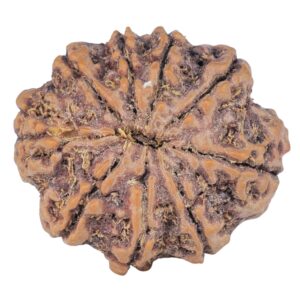 9 Mukhi Rudraksha 25.6mm 4.78gm - Rudraksha back