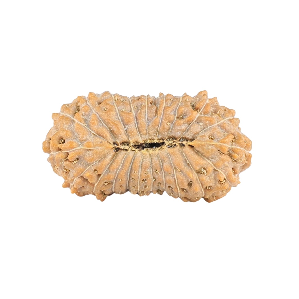 21 Mukhi Rudraksha 23mm 1.76gm - Rudraksha back