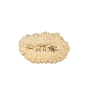 27 Mukhi Rudraksha 22.3mm 1.27gm - Rudraksha back