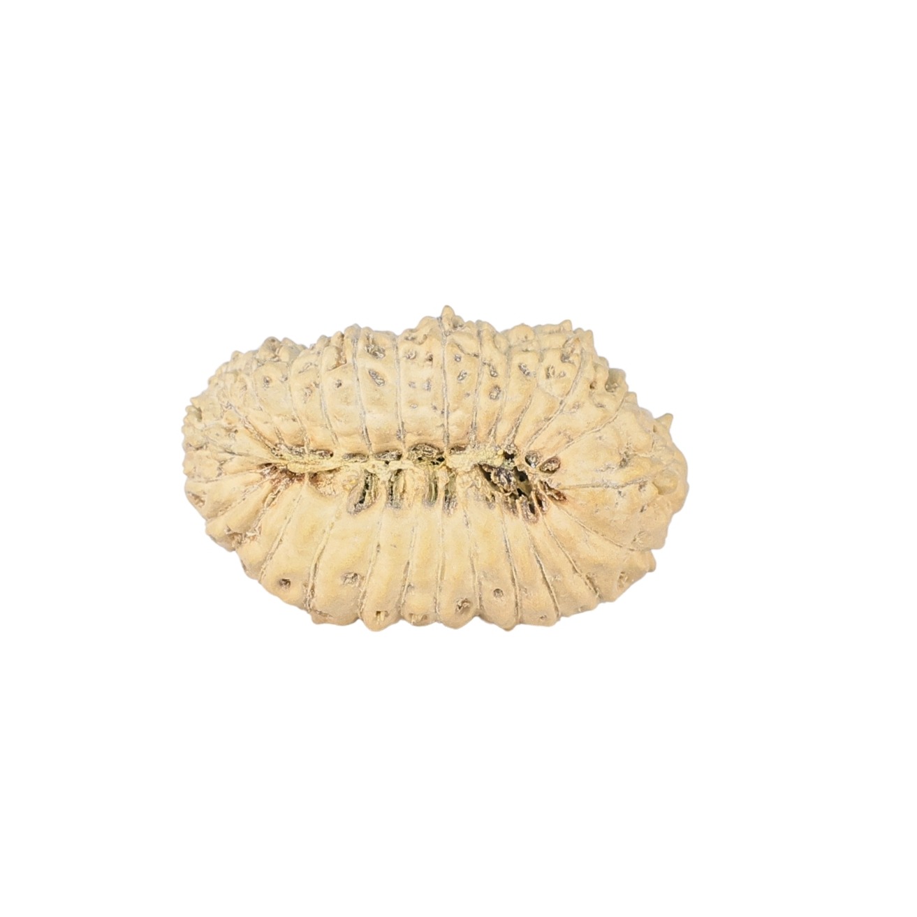 27 Mukhi Rudraksha 22.3mm 1.27gm - Rudraksha back