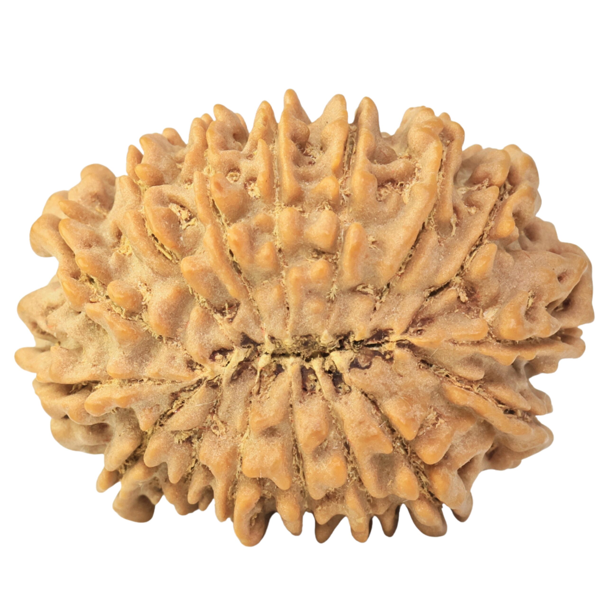 16 Mukhi Rudraksha 30.9mm 3.2gm - Rudraksha back