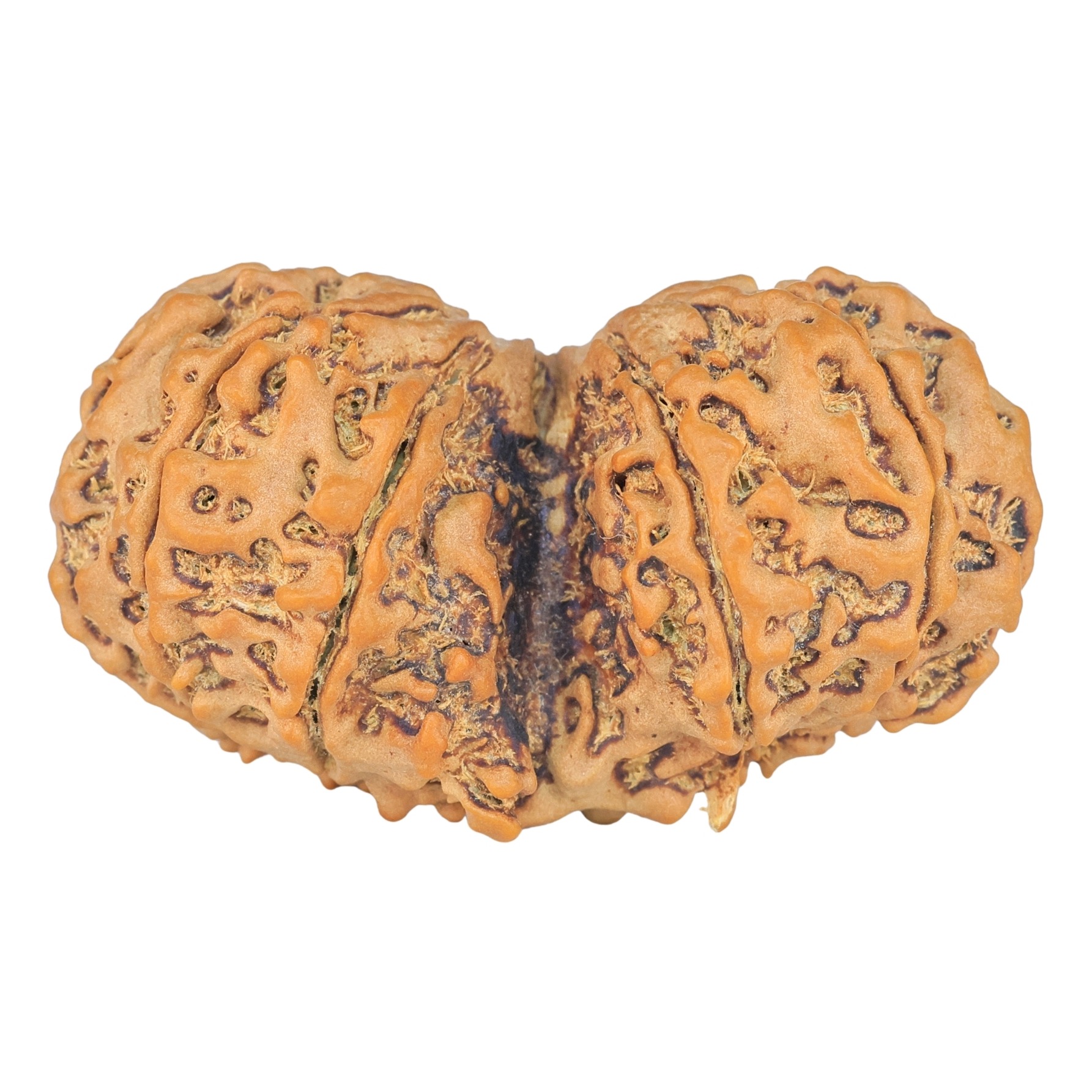 10 Mk Gaurishankar 42.3mm 9.46gm - Rudraksha back