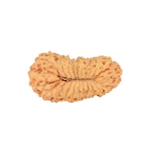 25 Mukhi Rudraksha 24.1mm 1.9gm - Rudraksha back