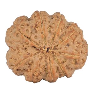 9 Mukhi Rudraksha 32.9mm 10.2gm - Origin: Nepal - Rudraksha back
