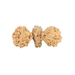 rudraksha_back_image-Mwq4B.jpg 16 Mukhi Trijuti 19.8mm 0.72gm - Rudraksha back