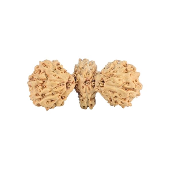 16 Mukhi Trijuti 19.8mm 0.72gm - Rudraksha back