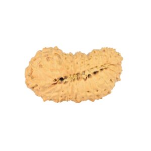 30 Mukhi Rudraksha 28mm 2.54gm - Rudraksha back