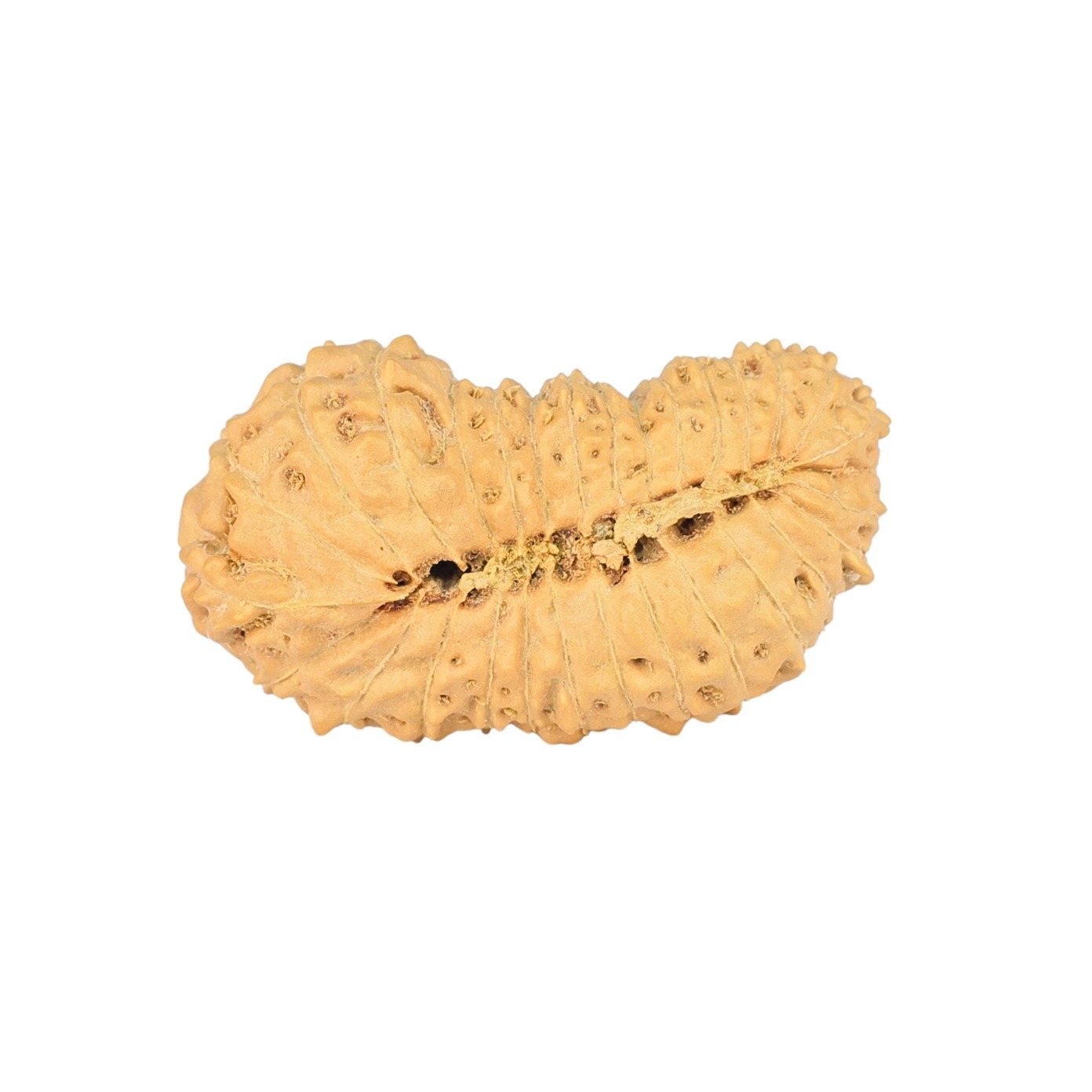 30 Mukhi Rudraksha 28mm 2.54gm - Rudraksha back