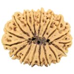 17 Mukhi Rudraksha 34mm 6.55gm - Rudraksha back
