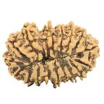 17 Mukhi Rudraksha 32.9mm 5.14gm - Rudraksha back