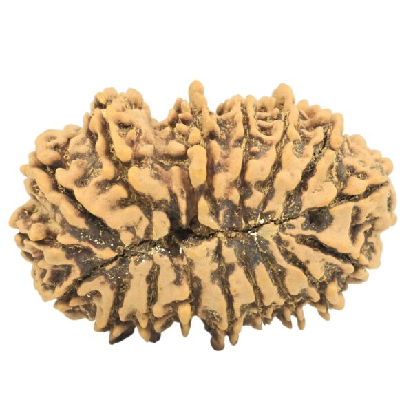 17 Mukhi Rudraksha 32.9mm 5.14gm - Rudraksha back
