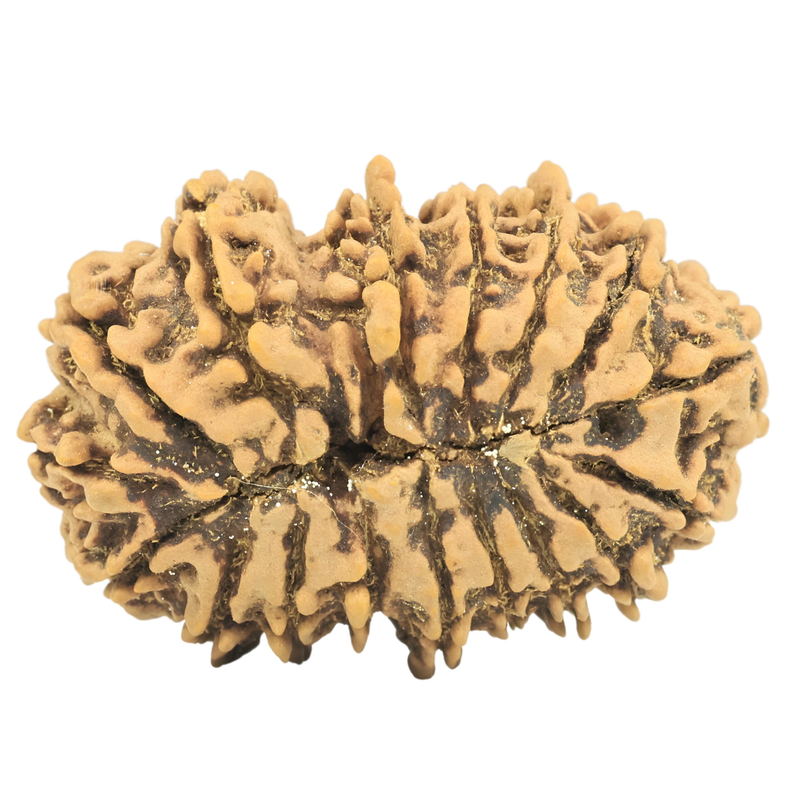 17 Mukhi Rudraksha 32.9mm 5.14gm - Rudraksha back