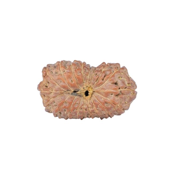 19 Mukhi Rudraksha 23.9mm 2.25gm - Rudraksha back
