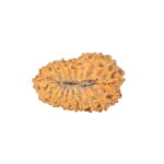 19 Mukhi Rudraksha 22.4mm 2.09gm - Rudraksha back
