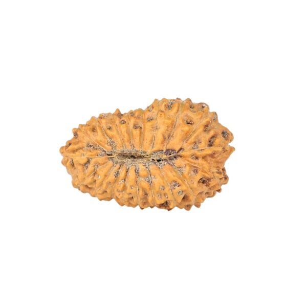 19 Mukhi Rudraksha 22.4mm 2.09gm - Rudraksha back