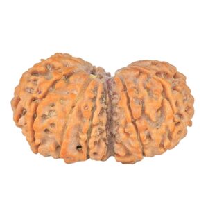14 Mukhi Garbhgauri 30.5mm 4.53gm - Rudraksha back