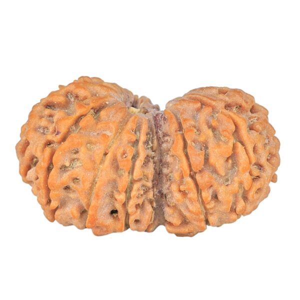 14 Mukhi Garbhgauri 30.5mm 4.53gm - Rudraksha back