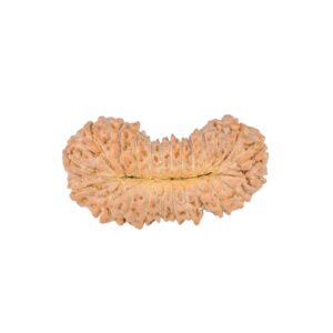 24 Mukhi Rudraksha 22.6mm 1.49gm - Rudraksha back