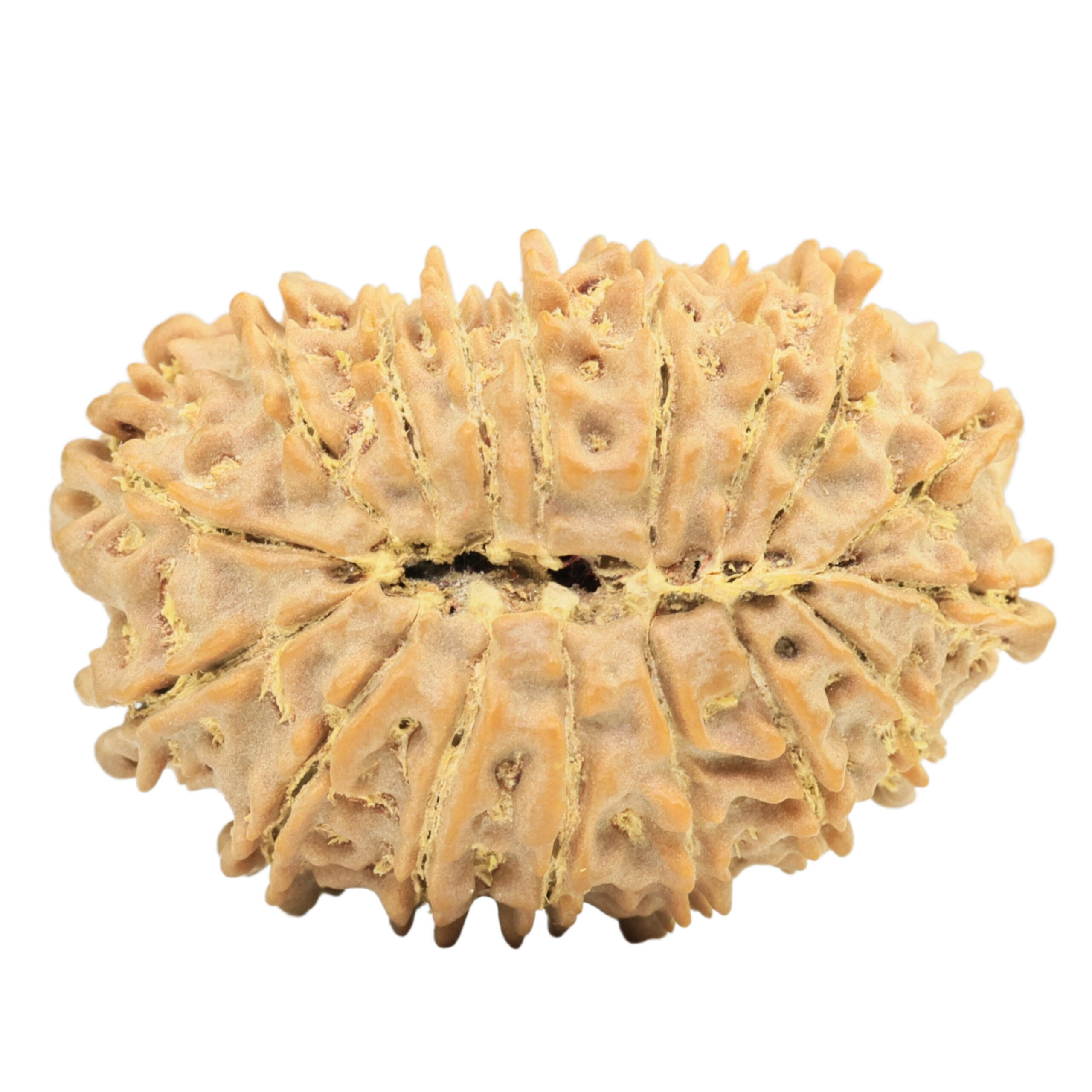 17 Mukhi Rudraksha 32.4mm 5.94gm - Rudraksha back