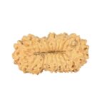 23 Mukhi Rudraksha 23mm 1.58gm - Rudraksha back