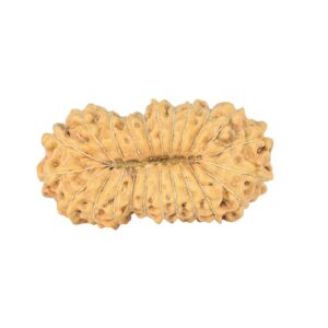 23 Mukhi Rudraksha 23mm 1.58gm - Rudraksha back