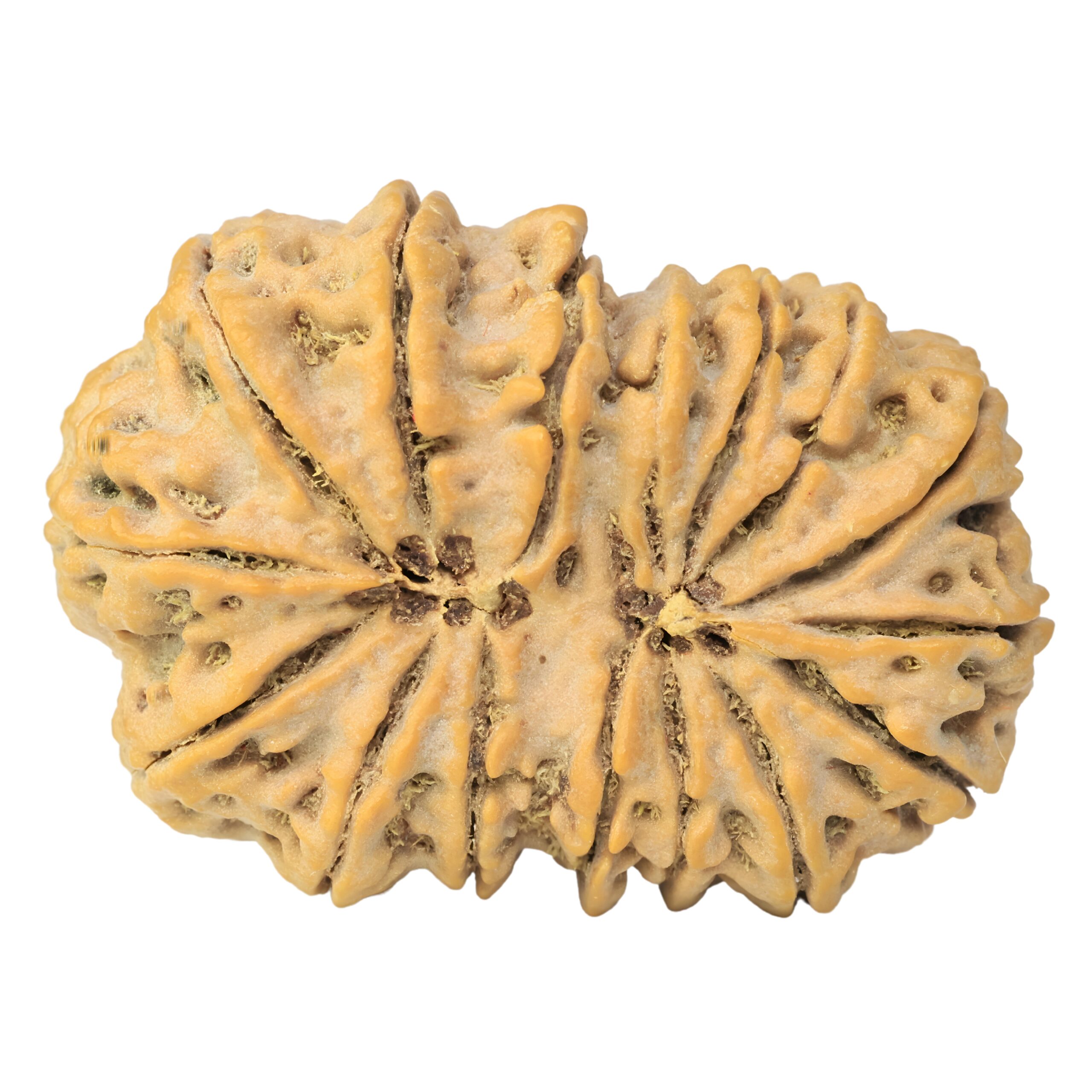16 Mukhi Rudraksha 36.2mm 7.68gm - Rudraksha back